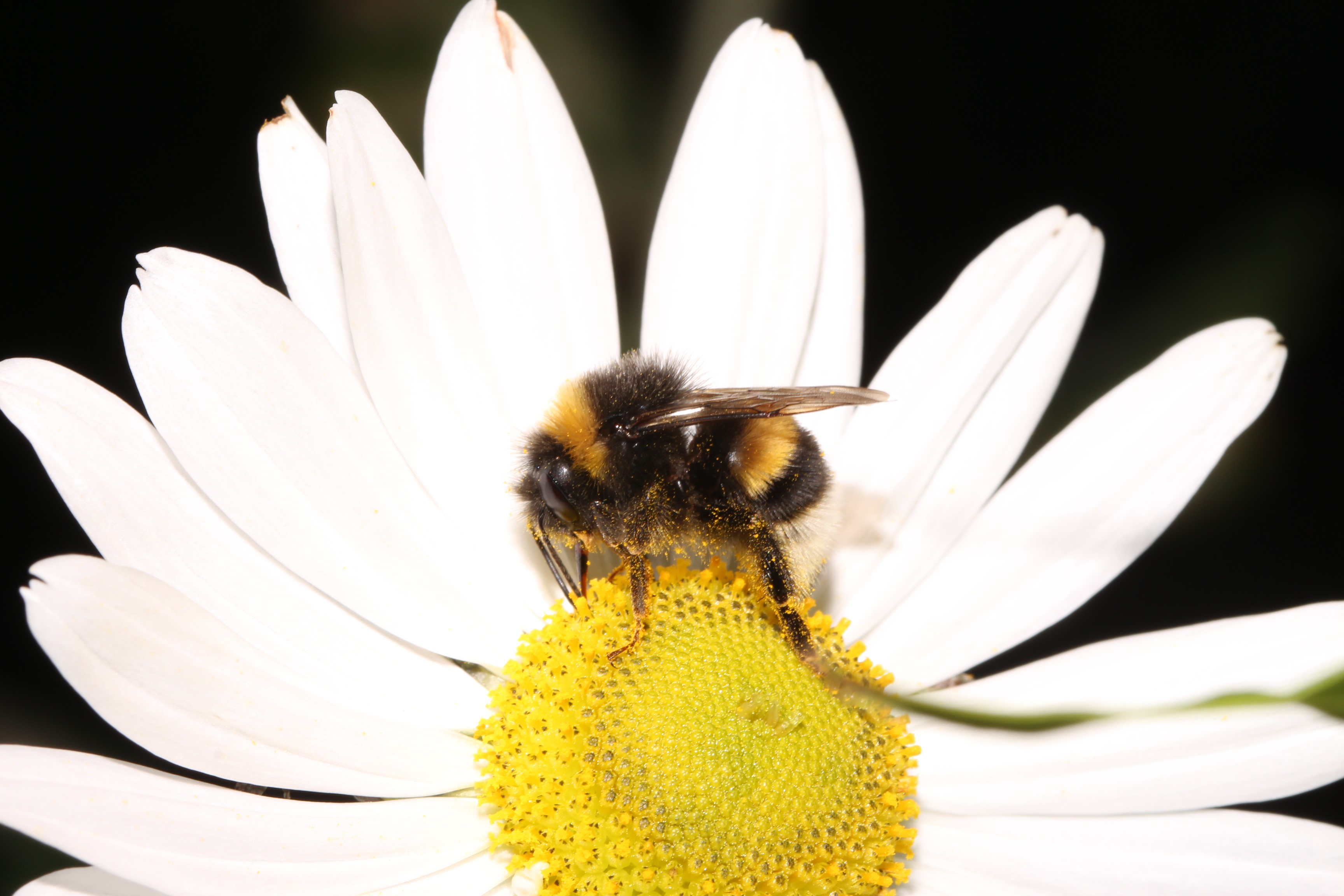 Erdhummel auf Herbstmargarite